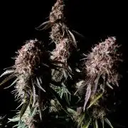 3M 🔥 Txerri Bilbo Haze