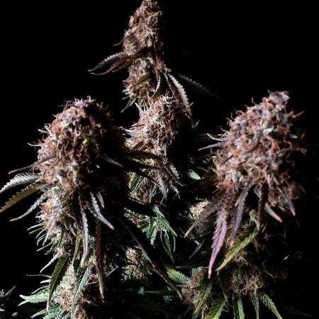 3M 🔥 Txerri Bilbo Haze