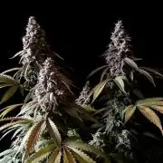 3M ⭕ Panama Red II