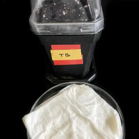 3M 🔥 Txerri Bilbo Haze