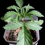 3M 🍧 Gelato 44