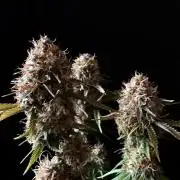 3M 🔥 Txerri Bilbo Haze