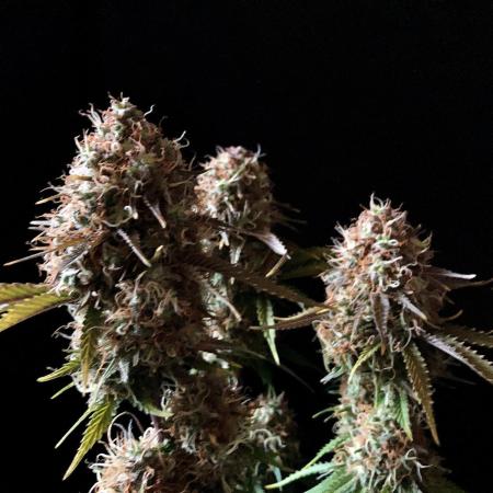 3M 🔥 Txerri Bilbo Haze