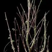 3M ⭕ Panama Red II