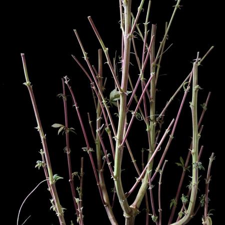 3M ⭕ Panama Red II