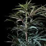 3M 🌟 Bahia Black Head