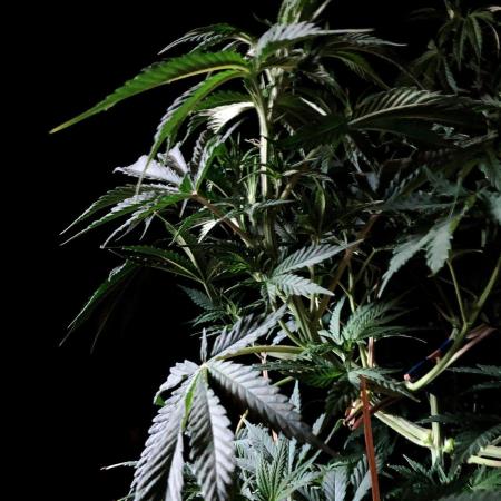 3M ♔ Purple Queen Mother