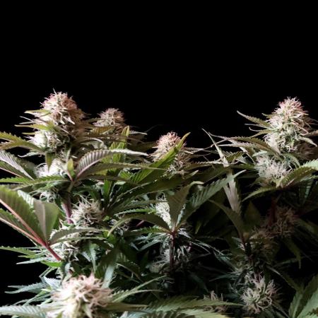 3M 🔥 Txerri Bilbo Haze