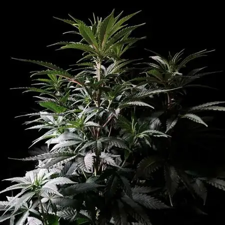 3M ⭕ Panama Red II