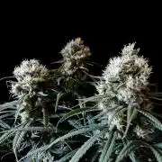 3M 🍁 NL x Thai