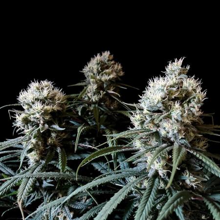3M 🍁 NL x Thai
