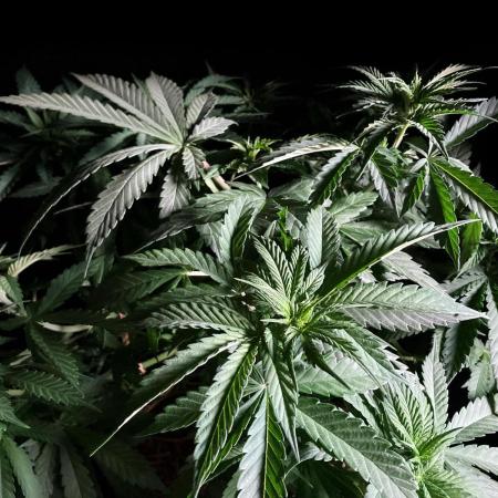 3M 🔻 Mendocino Purple Kush