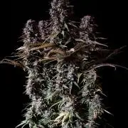 3M 🌟 Bahia Black Head