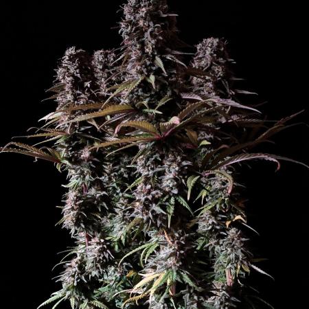 3M 🌟 Bahia Black Head