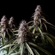 3M 🔻 Mendocino Purple Kush