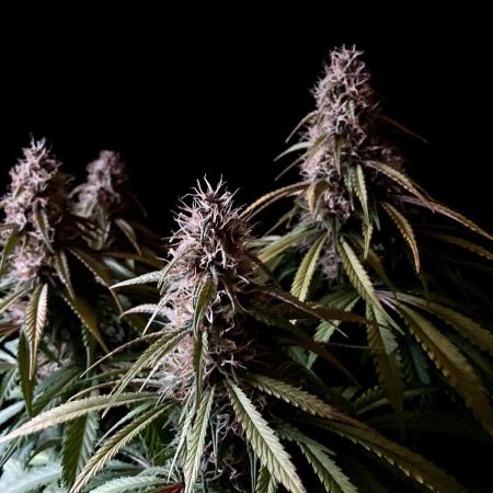 3M 🔻 Mendocino Purple Kush