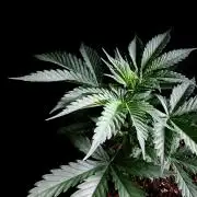 3M ♔ Purple Queen Mother