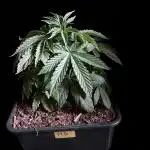 3M 🔻 Mendocino Purple Kush