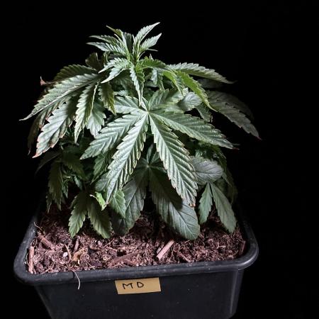 3M 🔻 Mendocino Purple Kush