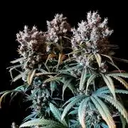 3M 🍁 NL x Thai