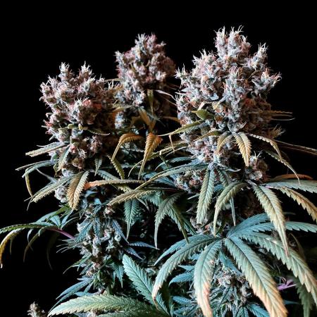 3M 🍁 NL x Thai