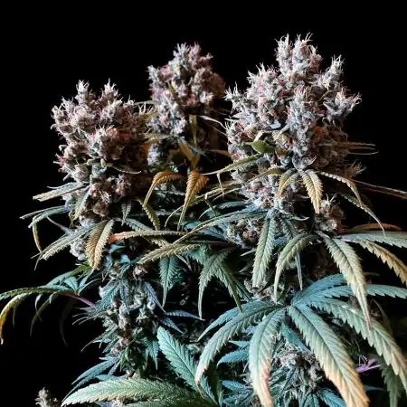 3M 🍁 NL x Thai