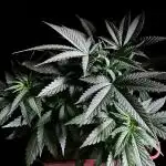 3M 🔥 Txerri Bilbo Haze