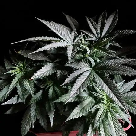 3M 🔥 Txerri Bilbo Haze