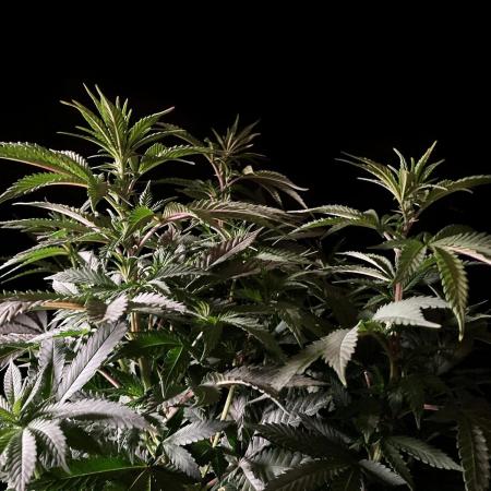 3M ⭕ Panama Red II