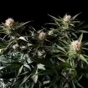 3M 🔥 Txerri Bilbo Haze