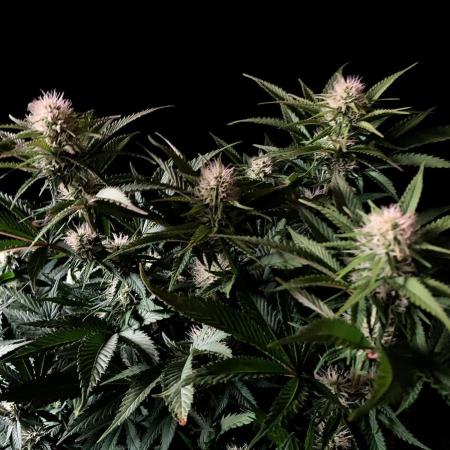 3M 🔥 Txerri Bilbo Haze