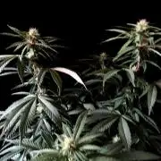 3M ⭕ Panama Red II