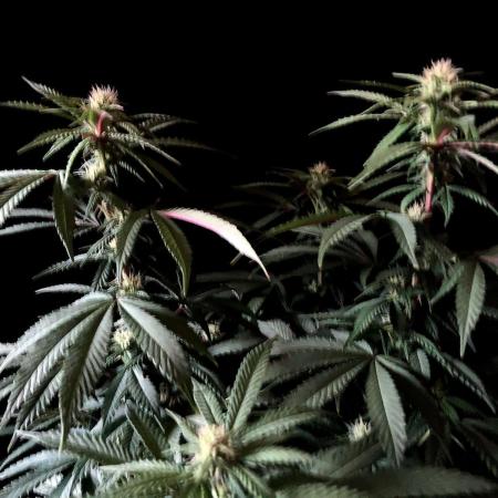 3M ⭕ Panama Red II