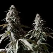 3M 🍏 Green Gelato