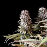 3M 🌟 Bahia Black Head