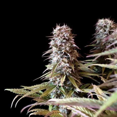 3M 🌟 Bahia Black Head