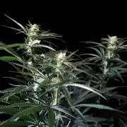 3M 🍁 NL x Thai