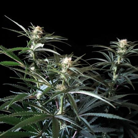 3M 🍁 NL x Thai