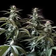 3M 🍏 Green Gelato