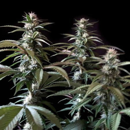 3M 🍏 Green Gelato