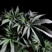 3M ♔ Purple Queen Mother