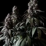 3M 🍏 Green Gelato