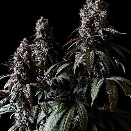 3M 🍏 Green Gelato