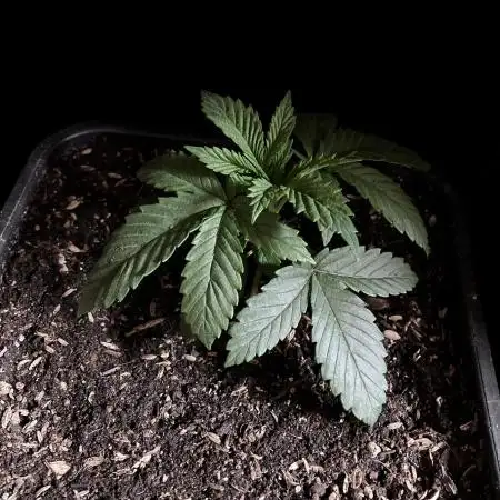 3M 🍏 Green Gelato