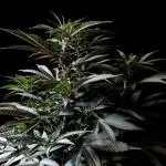 3M ⭕ Panama Red II