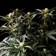 3M 🔥 Txerri Bilbo Haze