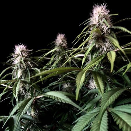 3M 🔻 Mendocino Purple Kush