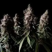 3M 🔻 Mendocino Purple Kush