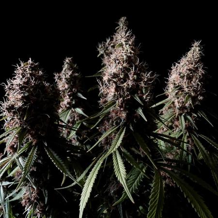 3M 🔻 Mendocino Purple Kush