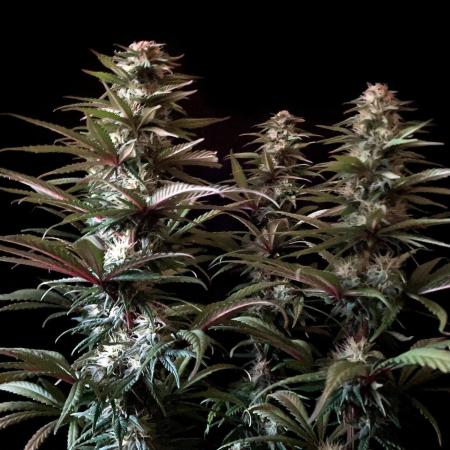 3M 🌟 Bahia Black Head